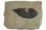 Fossil Oak Leaf (Quercus) - Insect Predation! #356094-1